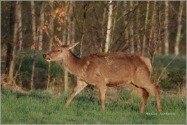 <p>JELEN LESNÍ (Cervus elaphus) Šluknovsko - Valdek /Red deer - Rothirsch/</p>